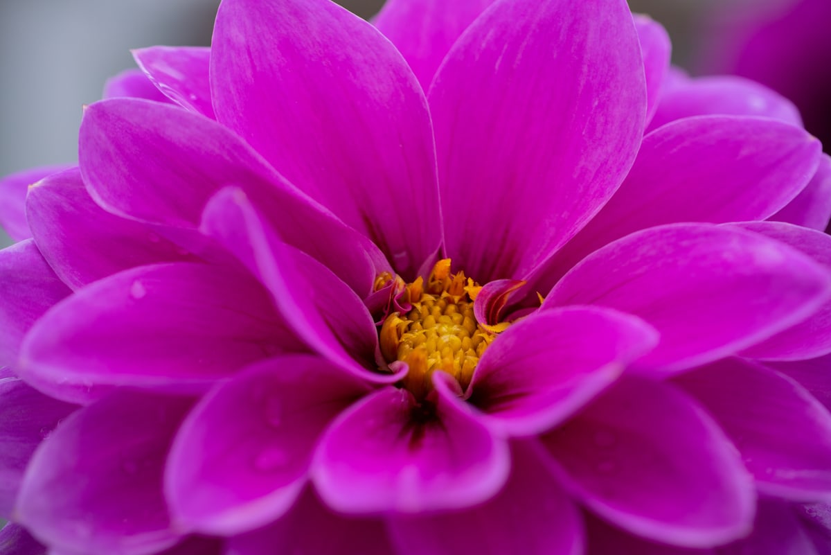 MK-60MM F2.8 Aps-C MFT