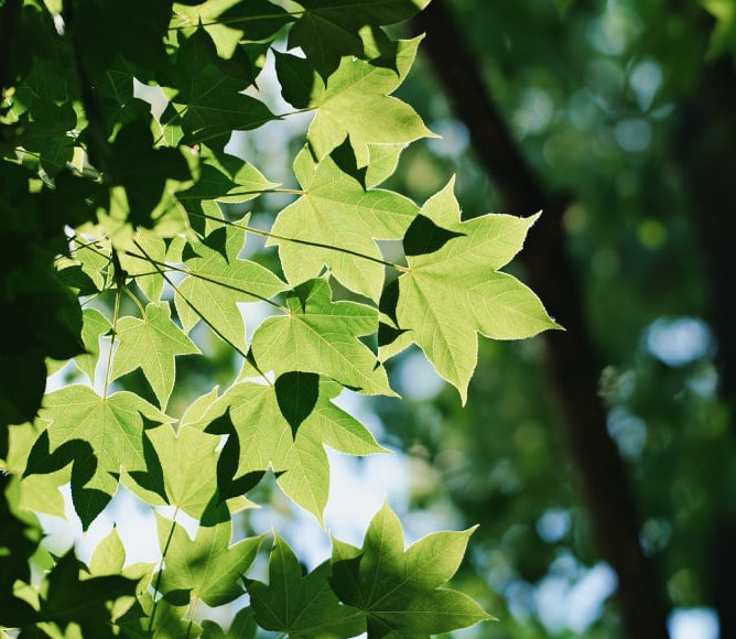 Meike 85mm F1.4 STM MIX II FZ – Risba za senzorje visoke ločljivosti