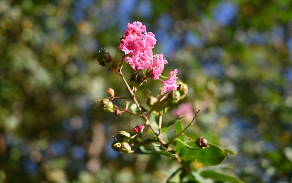 Mehak bokeh