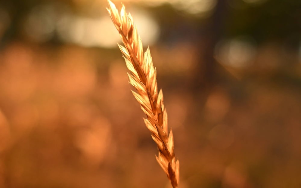Lep bokeh pri vsaki goriščni razdalji