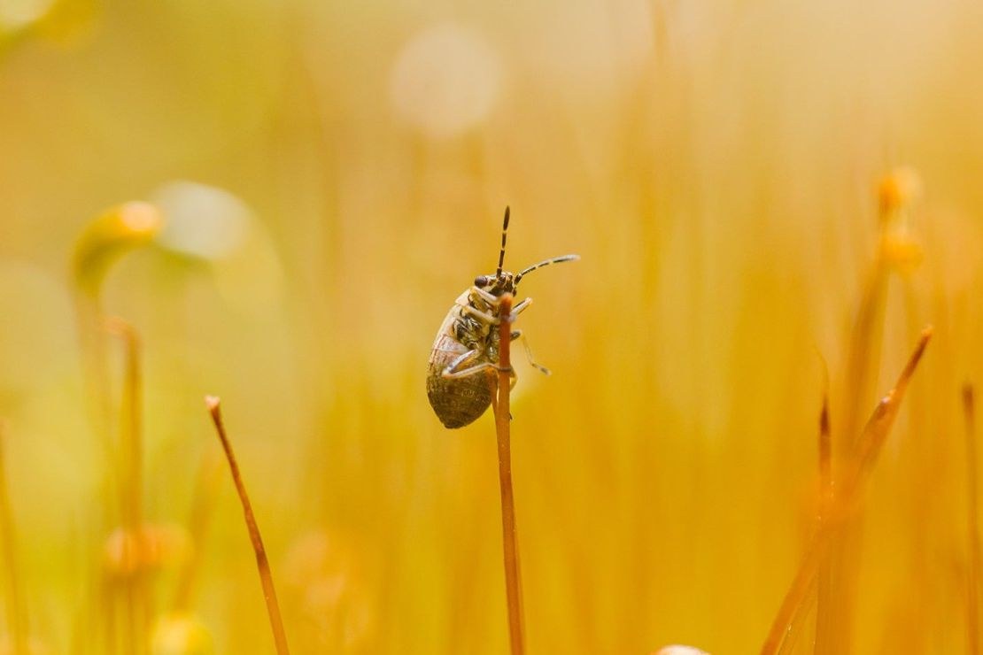 TTArtisan APS-C Macro 40mm F2.8 – Primeri posnetkov
